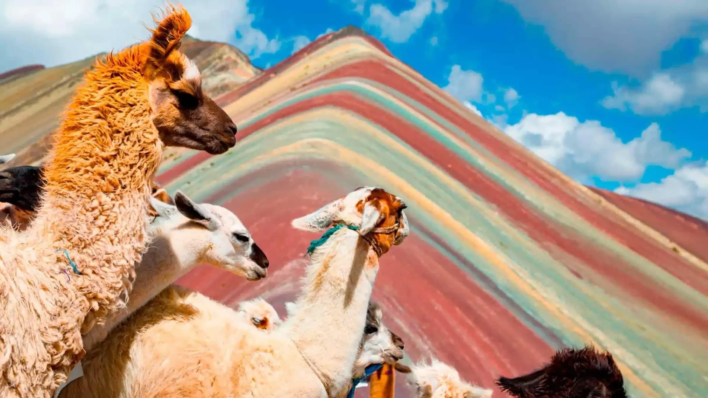 Llamas in front of the striped slopes of Rainbow Mountain
